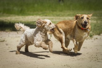 A Labradoodle and a Labrador run through the sand together and chase each other