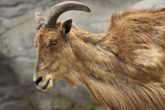 Maned sheep, Ammotragus lervia, Maned sheep, Barbary sheep, Aoudad