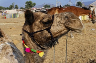 Camel market, fair, people, wedding market, animals, desert town Pushkar, (Pushkar Camal Fair), A
