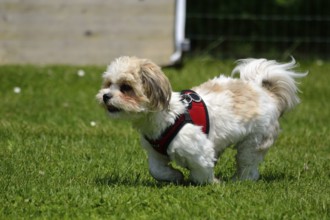 Puppy runs freely in a green meadow