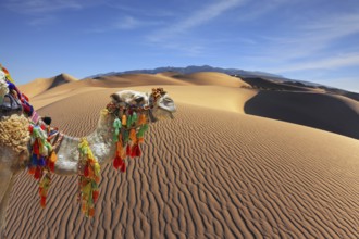 The magnificent Arabian camel in the desert sand. Dromedary decorated with picturesque harness and