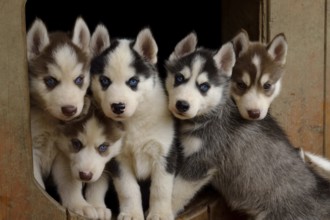 Husky puppy quintet looks trustingly at the camera