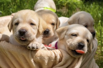 Basket full of cute labrador puppies in grass