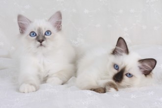 SACRED BIRMAN CAT, SACRED CAT OF BIRMA, BIRMAN CAT, LITTER, BLUE-POINT, SEAL-POINT
