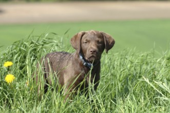 Chesepeakbay Retriever, puppy, brown, grass, dandelion