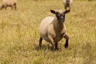 Freshly shorn grazing sheep in a meadow