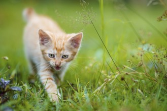 Portrait of a red kitten in the garden. Red kitten with green eyes and with big ears. Animal baby