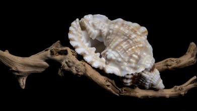 Close-up of a Distorsio anus sea shell resting on textured driftwood, set against a dark black