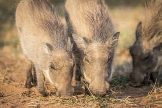 Close up of eating Warthogs in the Pilanesberg National Park, South Africa
