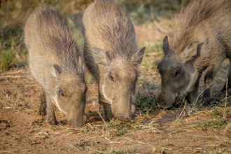 Group of Warthogs eating grass in the Pilanesberg National Park, South Africa