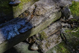Weathered tree trunks with moss and textures in the forest, Höllbachtal, Upper Palatinate