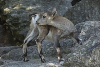Ibex young animal standing on rock looking back left