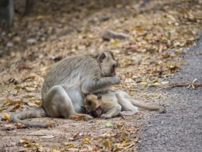 Mother and her baby along the road to Ta Prohm Temple, Siem Reap