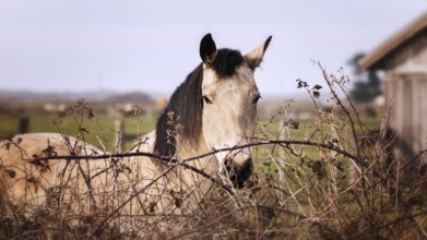 A friendly horse looks at the camera