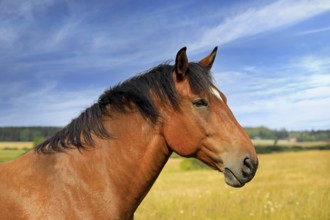 Beautiful bay horse in field on a beautiful day of late summer, seen in profile