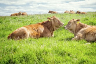 An image of some nice irish cows