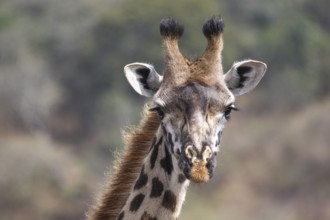 Detail of a giraffe's head close up