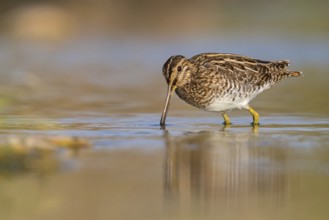 Snipe, (Gallinago gallinago), foraging, Raysut, Salalah, Sohar, Oman