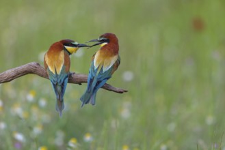 Bee-eater, (Merops apiaster), pair, perch, Tiszaalp-r, Kiskuns-gi National Park, B-cs-Kiskun,