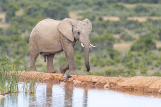 African elephant, (Loxodonta african), Addo Elephant National Park, Addo Camp, Western Cape, South