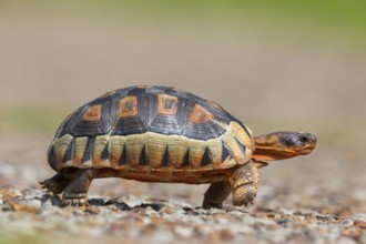 Africa, South Africa, African beaked tortoise, (Chersina angulat), Angulate tortoise, Reptile,