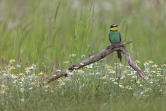 Bee-eater, (Merops apiaster), perch, individual, lateral, Tiszaalpár, Kiskunsági National Park,
