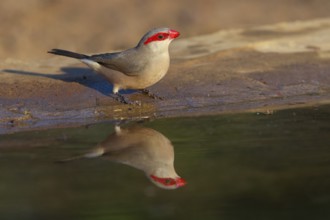 Black-rumped waxbill (Estrilda troglodytes), Grey Astrild, family of the magnificent finches, at
