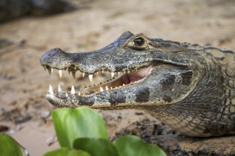 Yacare caiman (Caiman yacare), Brazil, Pantanal, Pantanal, South America