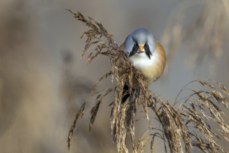 Bearded reedling (Panurus biarmicus), Federsee lake, Baden-Württemberg, Federal Republic of Germany