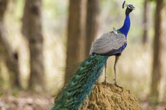 Blue peacock (Pavo cristatus), India, Khana National Park, side view, Khana National Park, Madhya,