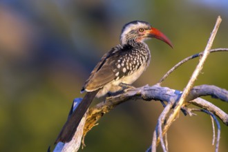 Africa, Botswana, Red-billed Hornbill, Tockus Erithrorhynchus, Botswana, Botswana