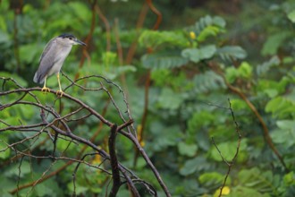 Black-crowned black crowned night heron (Nycticorax nycticorax), Bihoreau gris, HÈron bihoreau,