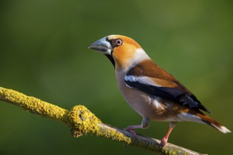 A hawfinch (Coccothraustes coccothraustes), Rhine-Palatinate district, Tiszaalp-r, Kiskuns-gi