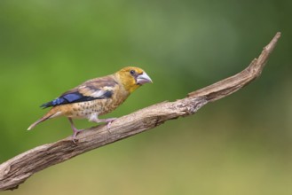 A hawfinch (Coccothraustes coccothraustes), Tiszaalp-r, Kiskuns-gi National Park, B-cs-Kiskun,