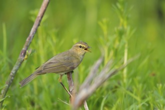 Chiffchaff, Willow Warbler, Chiffchaff, Common Chiffchaff, Chiff-chaff, (Phylloscopus collybita),