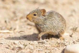 Nile rat, Nile grass rat, (Arvicanthis niloticu) s, Middle East, Oman, Dhofar Governorate, Oman,
