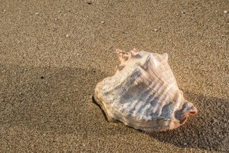 Shells on the beach. Sun light
