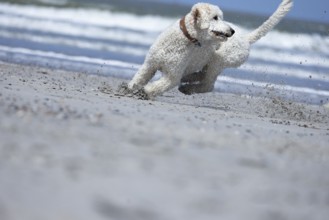 A white dog, King Poodle, dramatically and full of energy slows down his run on the beach in front