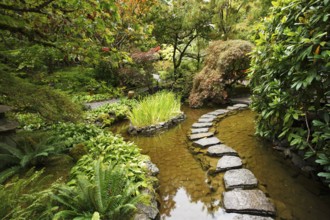 Traditional Japanese garden. A stream and a decorative path from stones