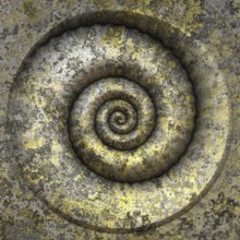 An image of a nice shell petrification