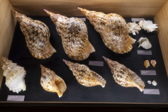 Museum, World of Seashells exhibition, genus Chamidae, Charoniidae, Bel Ombre, Indian Ocean,