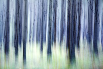 Atmospheric forest, abstract structures, wiping effect, bulb exposure