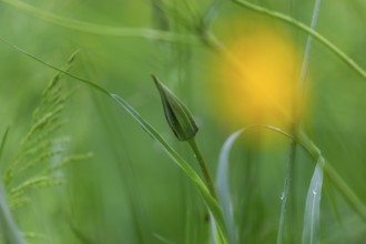 Blades of grass in a meadow, close-up, St. Peter Freienstein, Styria, Austria