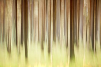 Atmospheric forest, abstract structures, wiping effect, bulb exposure