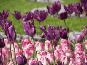 Close-up of a flower bed with pink and purple tulips in full bloom, Oslo, Norway