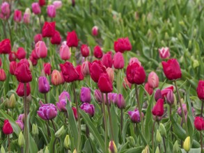 Vibrant tulips in various shades of red and pink bloom in a green field, urk, netherlands