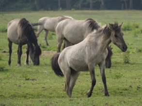 Group of horses on a green meadow in open nature, peacefully grazing, merfeld, münsterland, germany