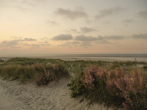 Dune landscape on the beach at sunset with pink sky and scattered clouds in the background,