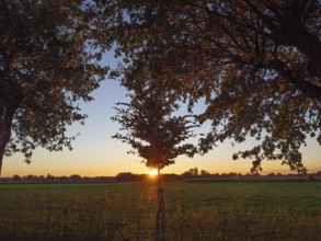 Trees framing a sunset over a green meadow, Weseke, North Rhine-Westphalia, Germany