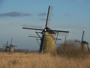 Windmills in reeds under a blue sky with clouds, Kinderdujk, Netherlands